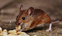 24 Hour & Emergency Exterminators in Glen Ridge, NJ